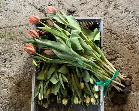 Saint-Valentin et fleurs locales : aimer au rythme des saisons