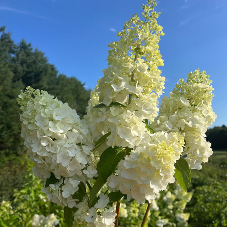 Pourquoi planter des vivaces? Les bienfaits pour la biodiversité, les pollinisateurs et votre jardin.