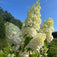 Pourquoi planter des vivaces? Les bienfaits pour la biodiversité, les pollinisateurs et votre jardin.