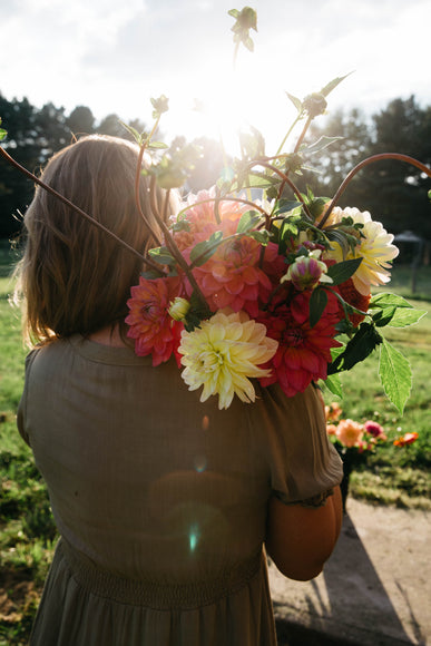 Tubercule de dahlia SURPRISE