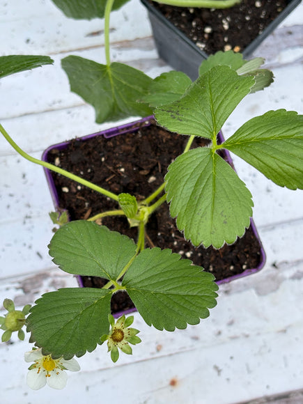 Fraise - plant individuel