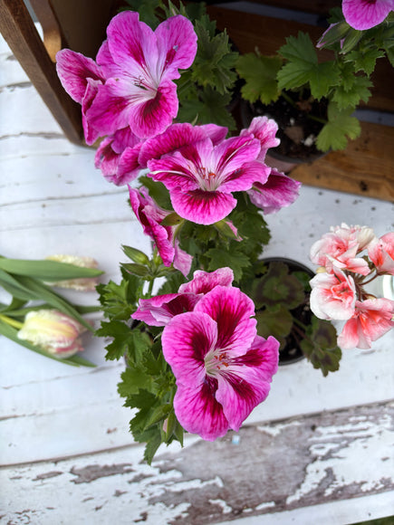 Géranium en pot