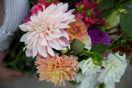 Tubercule de dahlia SURPRISE