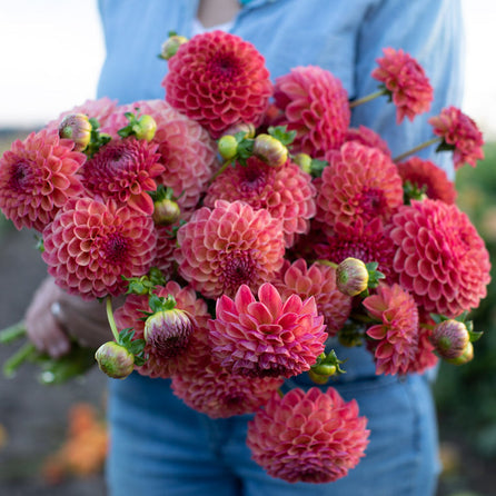 Tubercule de Dahlia « Cecil »