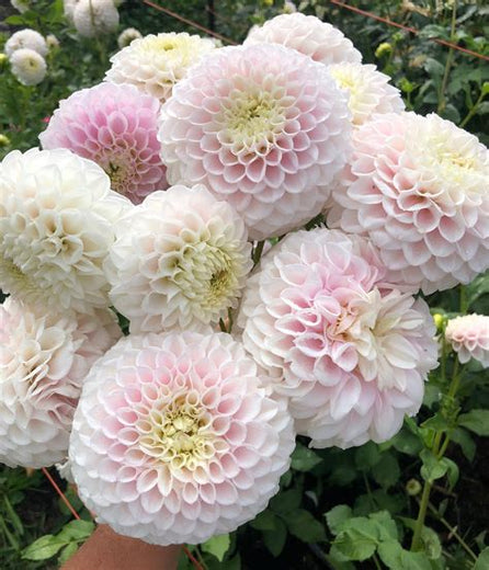 Tubercule de Dahlia « Pink Pearl »