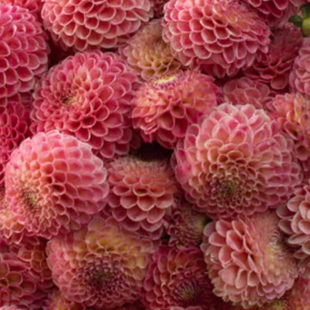 Tubercule de Dahlia « Snoho Doris »