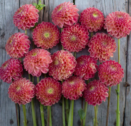 Tubercule de Dahlia « Snoho Doris »