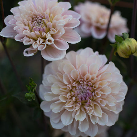 Tubercule de Dahlia « Sweet Nathalie »