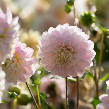 Tubercule de Dahlia « Sweet Nathalie »