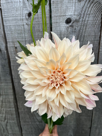 Tubercule de Dahlia « Café au lait »