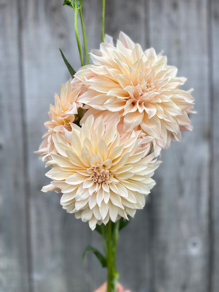 Tubercule de Dahlia « Café au lait »