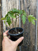 Tomate rouge - Plant