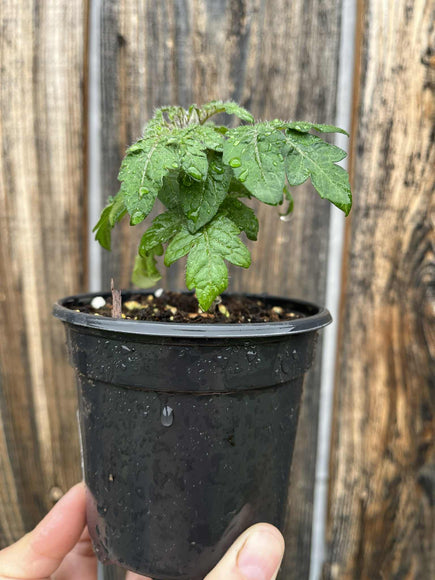 Tomate cerise - plant