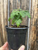 Tomate cerise - plant