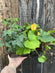 Caissette de 9 - Légumes Jardin