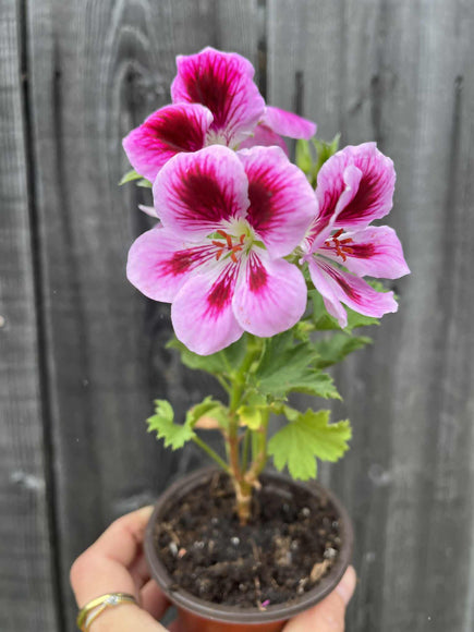 Géranium en pot