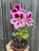 Géranium en pot