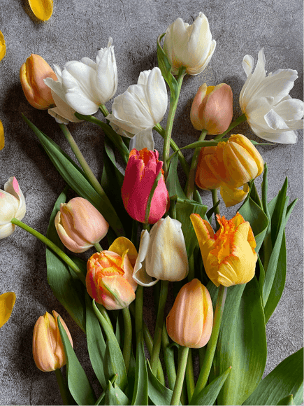Bouquet diversifié de tulipes pour boutique de fleurs en ligne